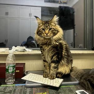 Sm女王圣水黄金视频
